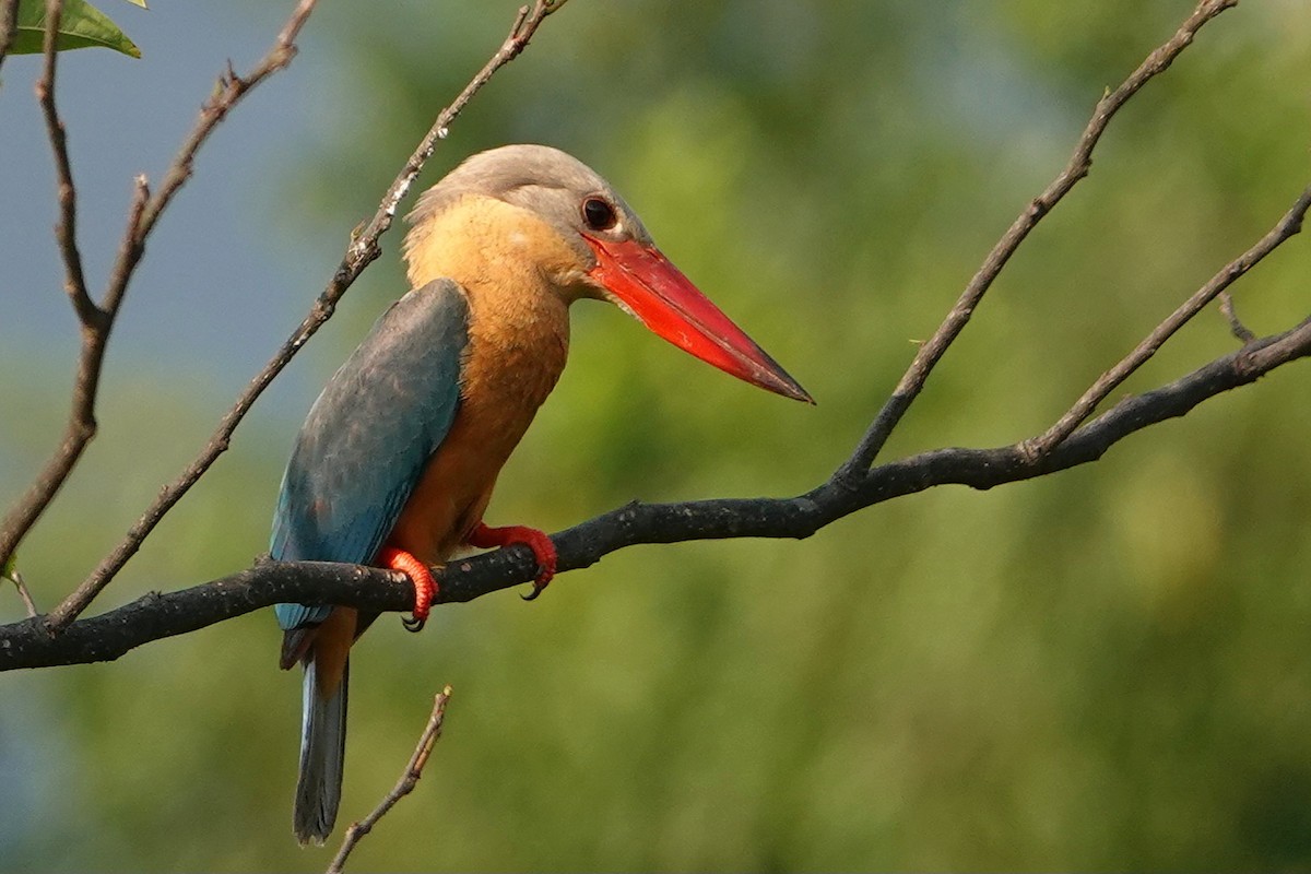 Storchschnabelliest - ML652377336