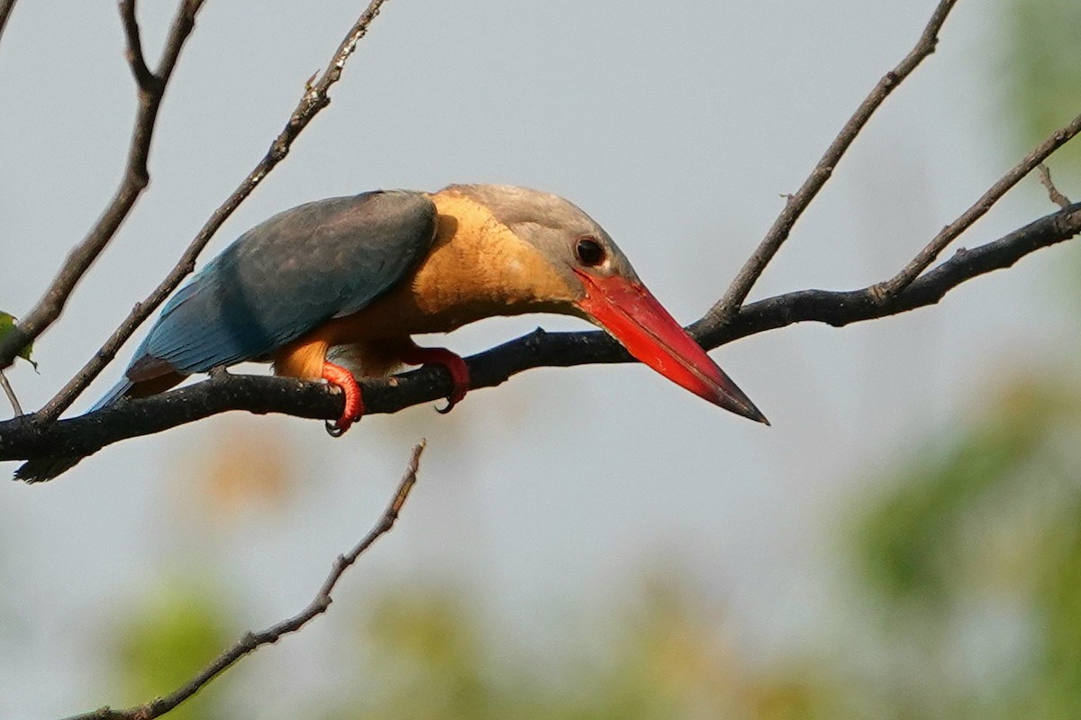 Storchschnabelliest - ML652377337