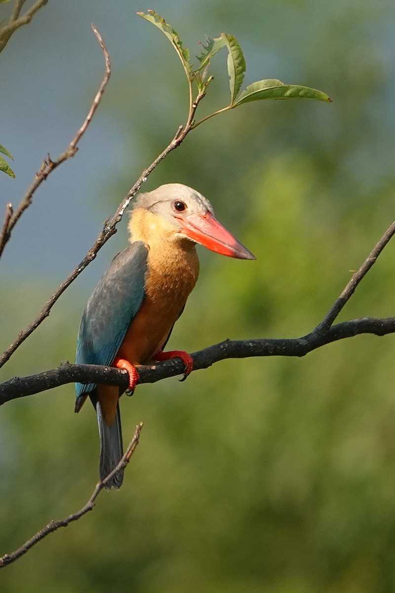 Storchschnabelliest - ML652377338