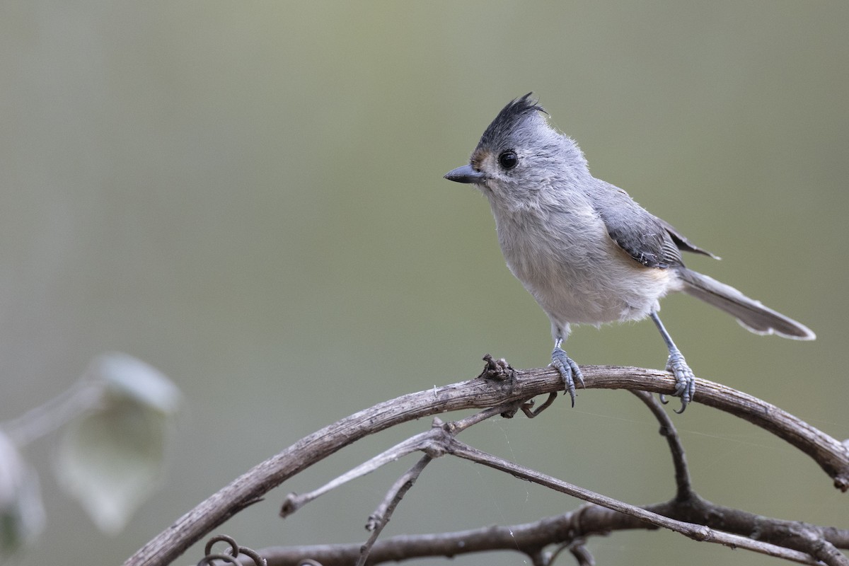 Schwarzhäubchenmeise - ML652377369