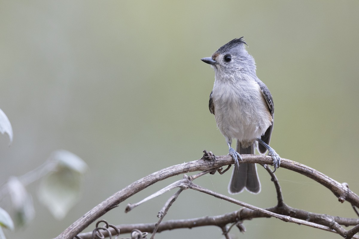 Schwarzhäubchenmeise - ML652377370