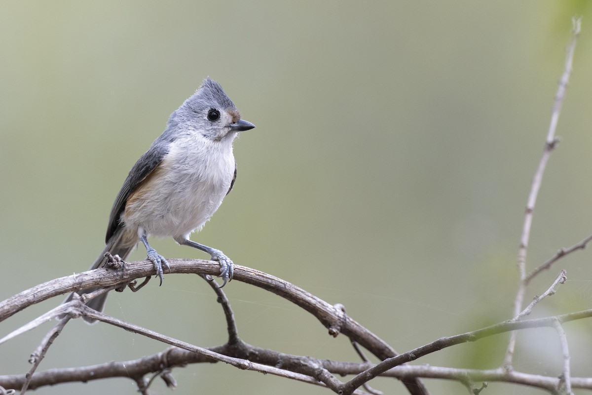 Schwarzhäubchenmeise - ML652377371