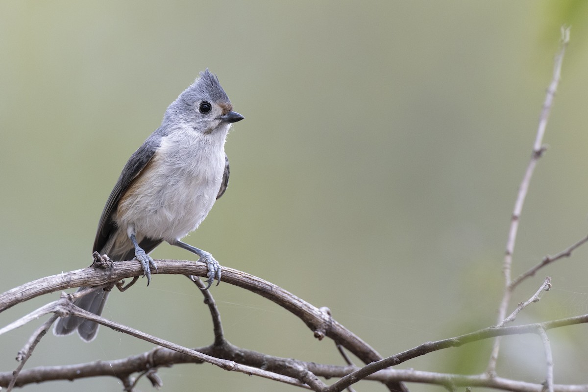 Schwarzhäubchenmeise - ML652377372