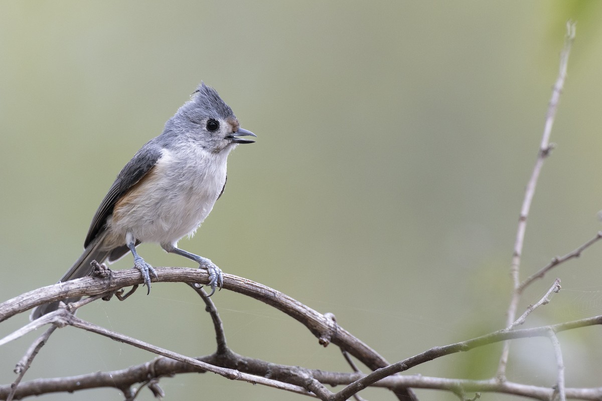 Schwarzhäubchenmeise - ML652377373