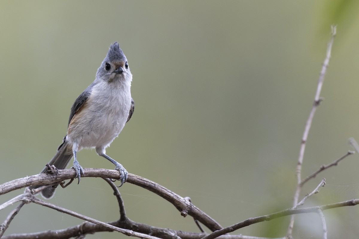 Schwarzhäubchenmeise - ML652377374