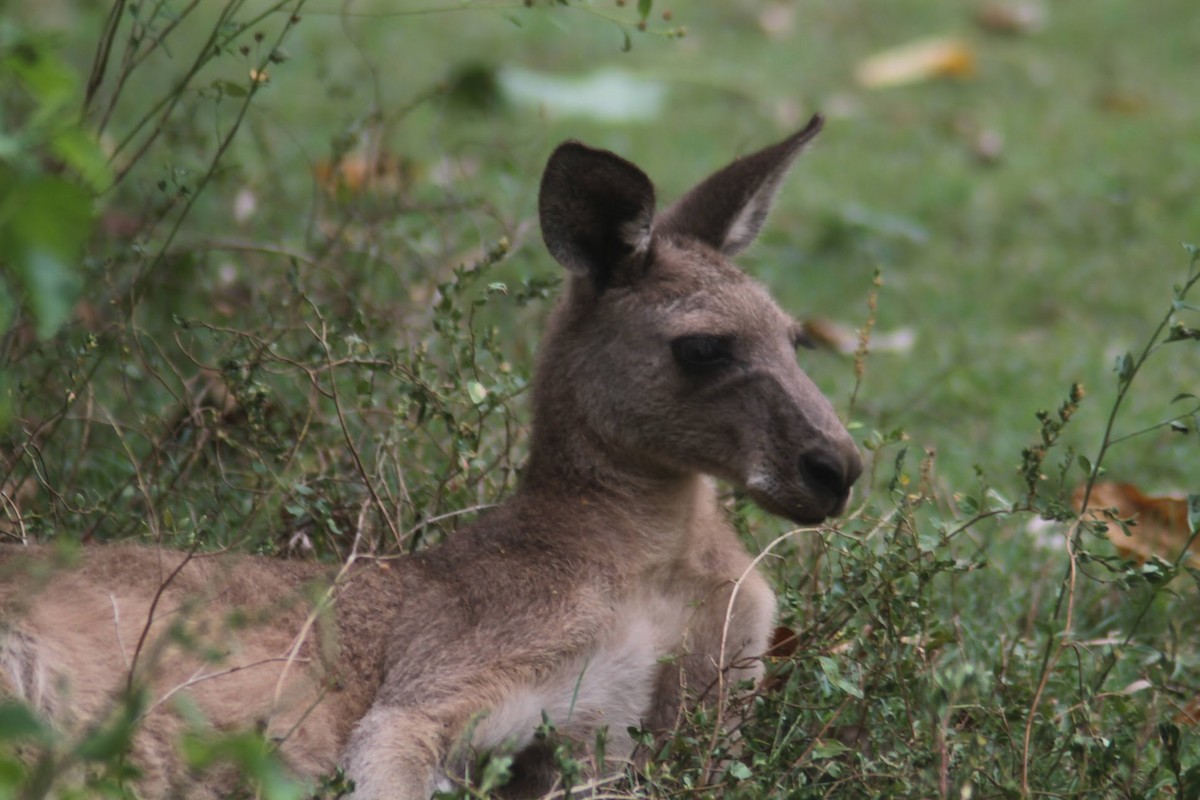 Eastern Grey Kangaroo - ML652377375