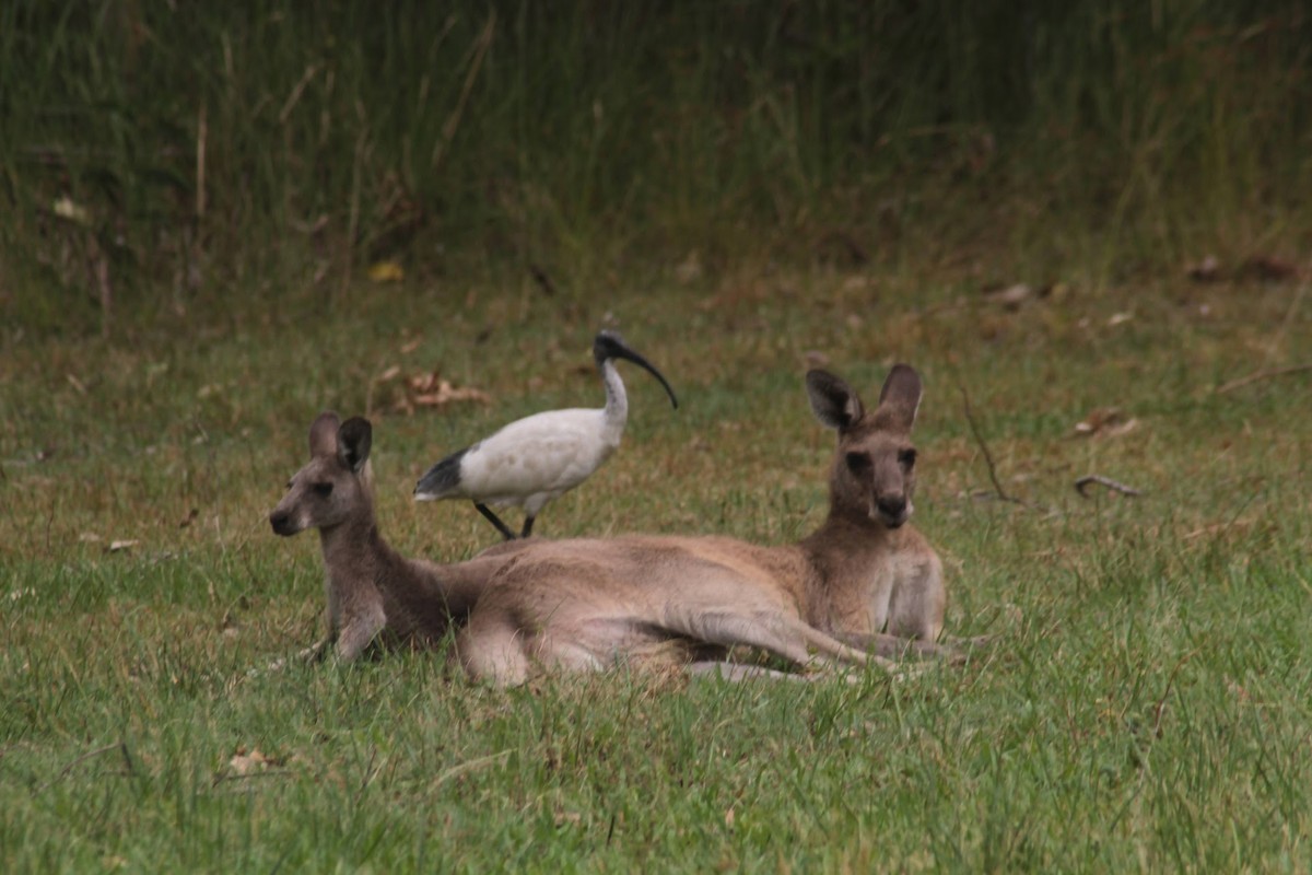 Australian Ibis - ML652377384
