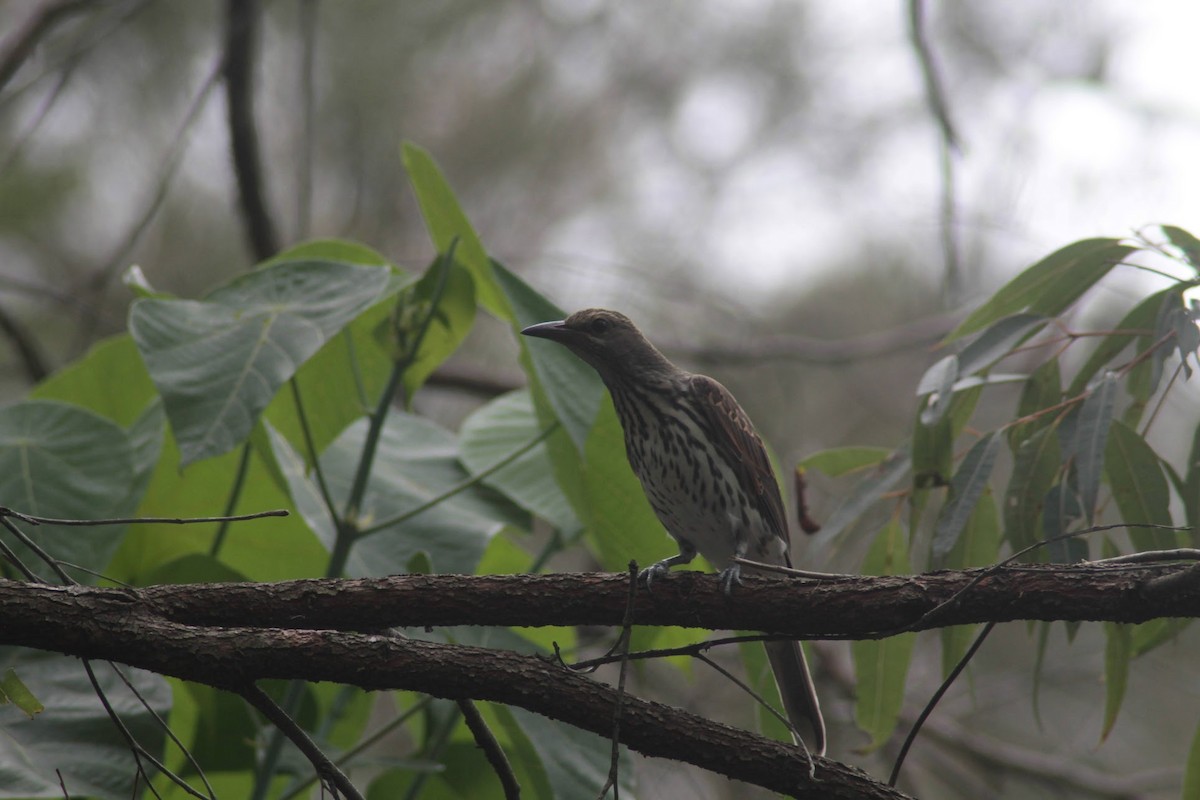 Olive-backed Oriole - ML652377388