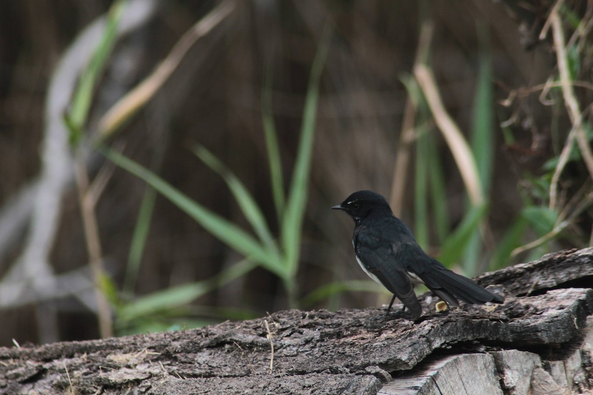 Willie-wagtail - ML652377392