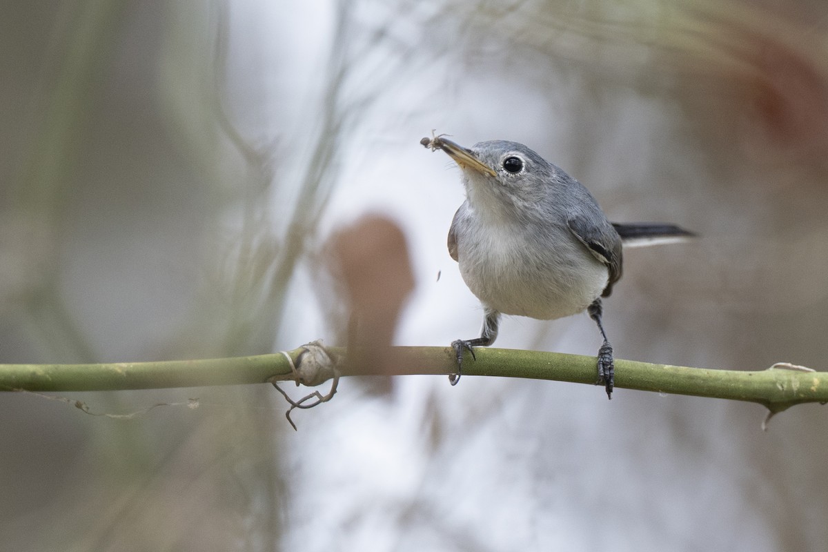 Комароловка сиза (підвид caerulea) - ML652377395