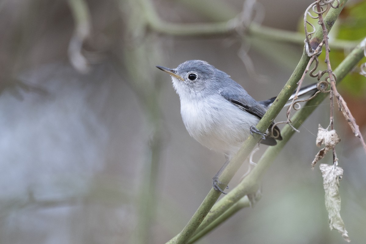 Комароловка сиза (підвид caerulea) - ML652377396