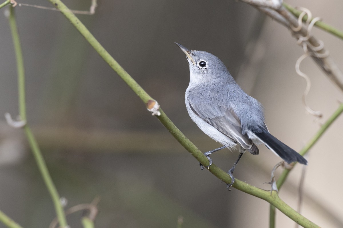 Комароловка сиза (підвид caerulea) - ML652377397