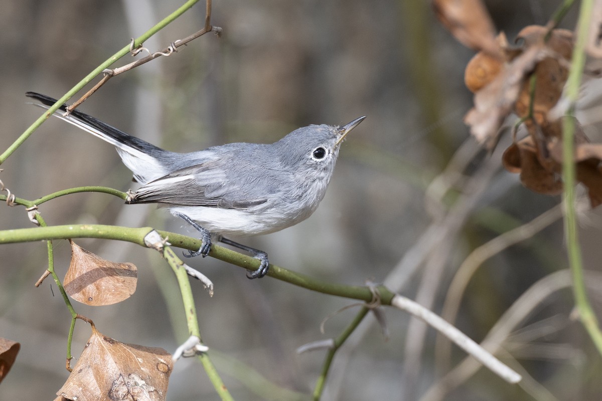 Комароловка сиза (підвид caerulea) - ML652377398
