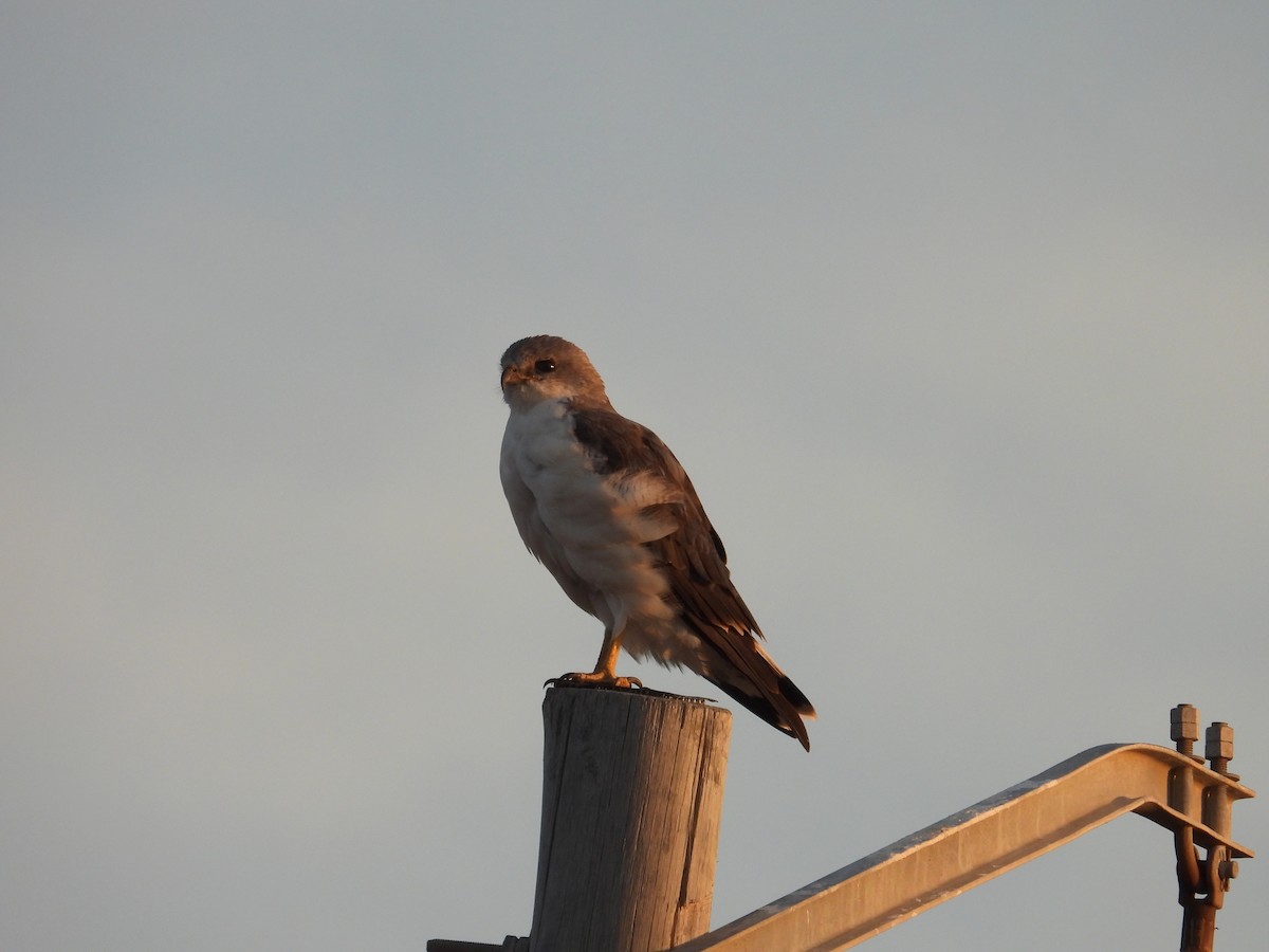 Variable Hawk - ML652377403