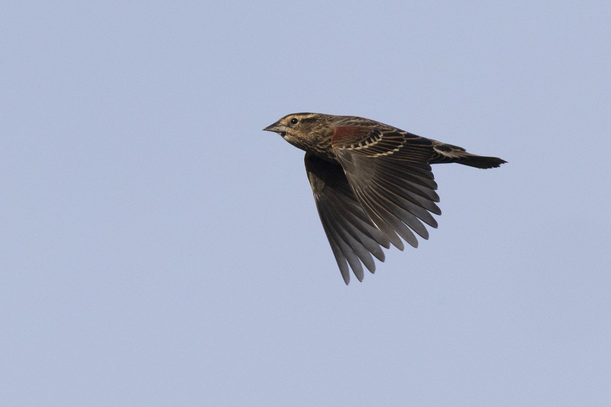 Еполетник червоноплечий [група phoeniceus] - ML652377407