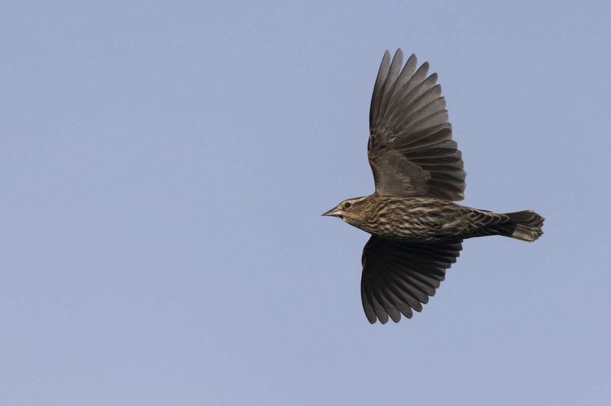 Еполетник червоноплечий [група phoeniceus] - ML652377408