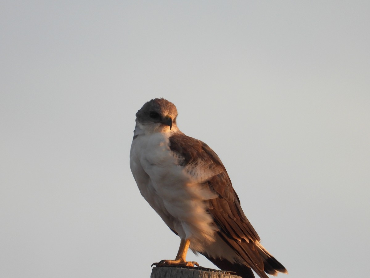 Variable Hawk - ML652377458