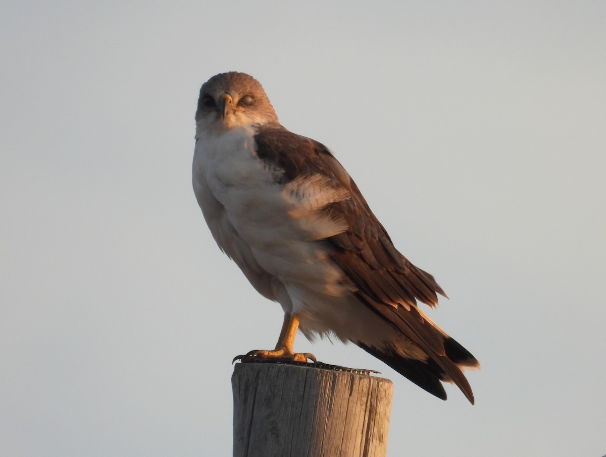 Variable Hawk - ML652377532