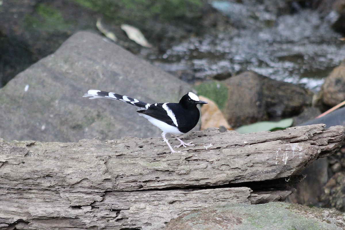 White-crowned Forktail (Northern) - ML652377564