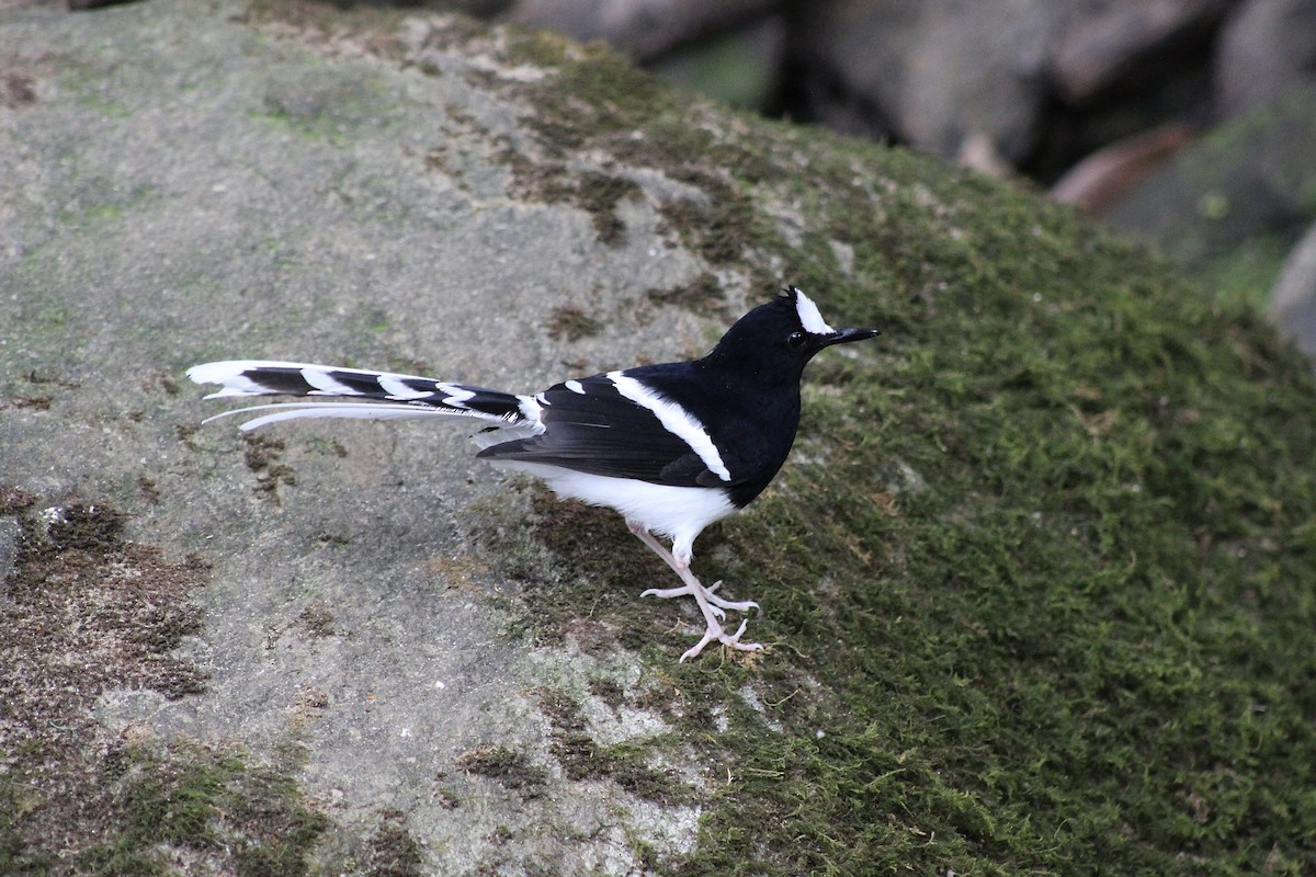 White-crowned Forktail (Northern) - ML652377565