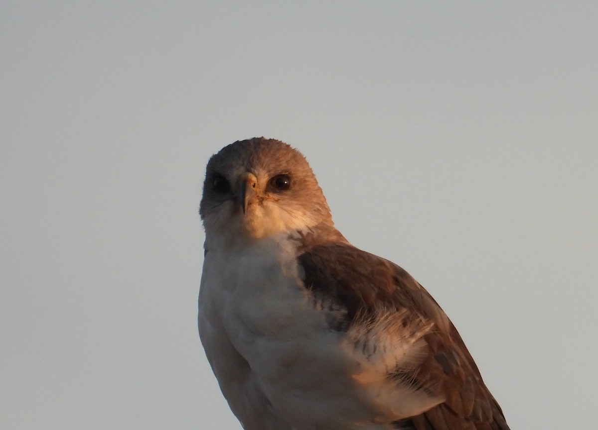 Variable Hawk - ML652377621