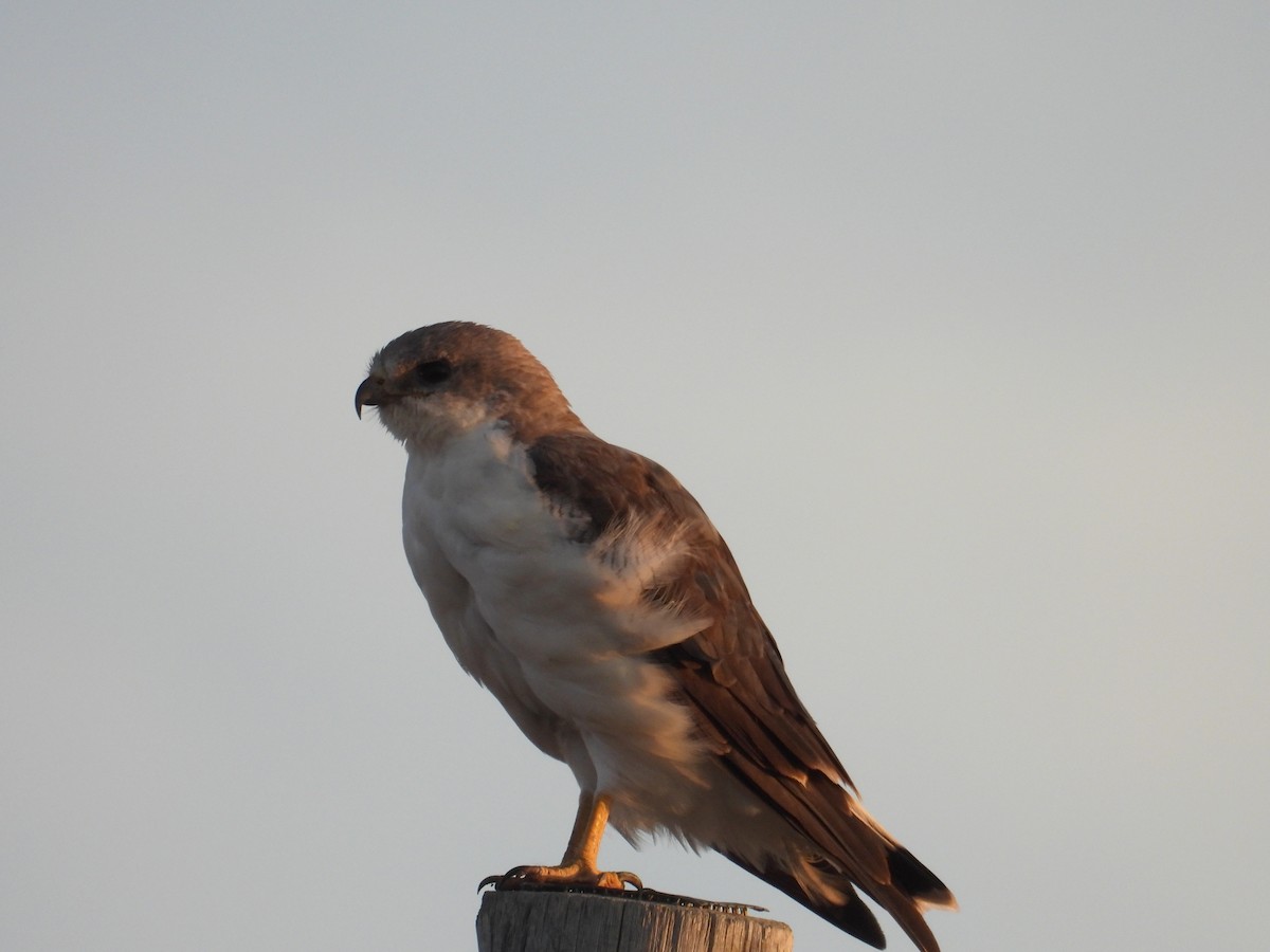 Variable Hawk - ML652377669