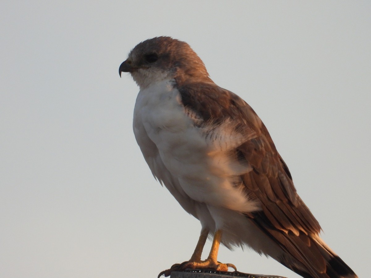 Variable Hawk - ML652377787