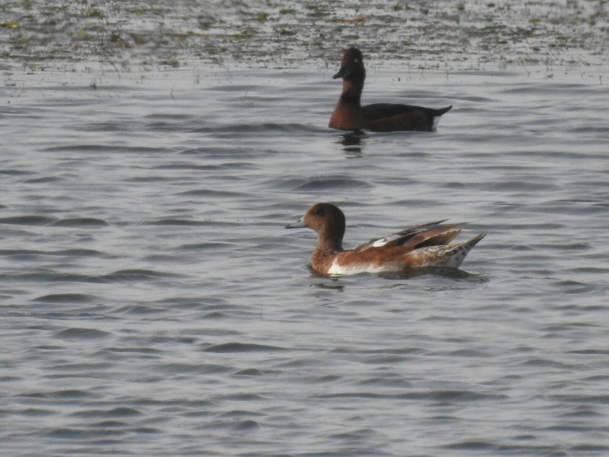 Eurasian Wigeon - ML65237791