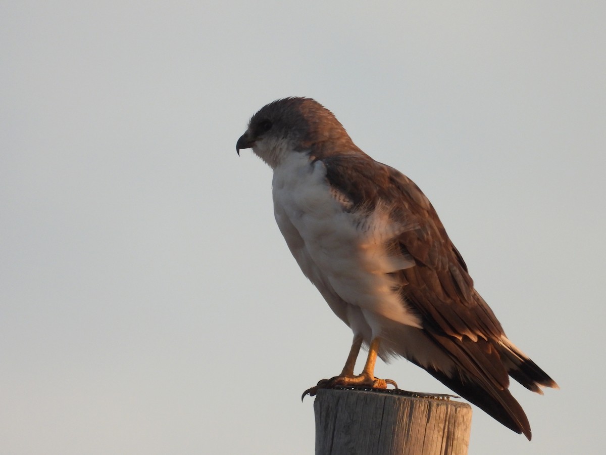 Variable Hawk - ML652378205