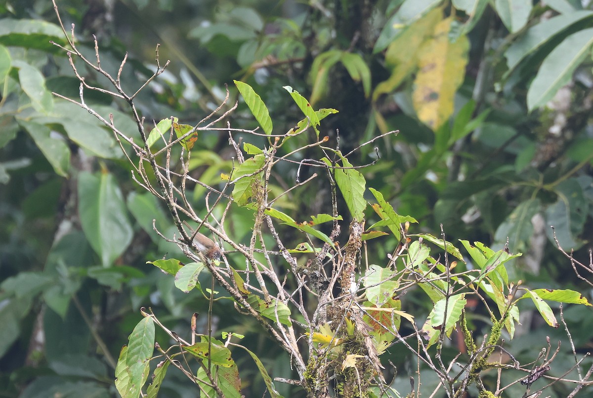 Mindanao Pygmy-Babbler - ML652378751