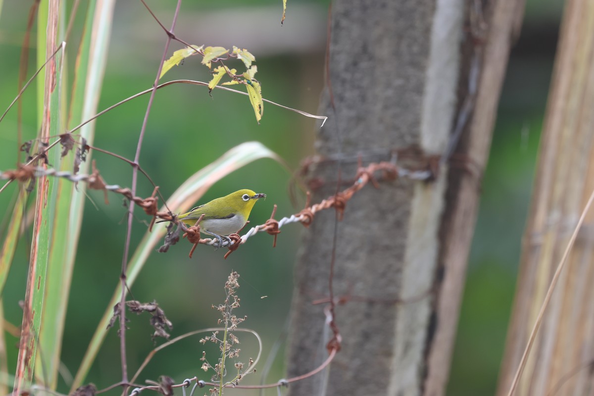 Warbling White-eye - ML652378777