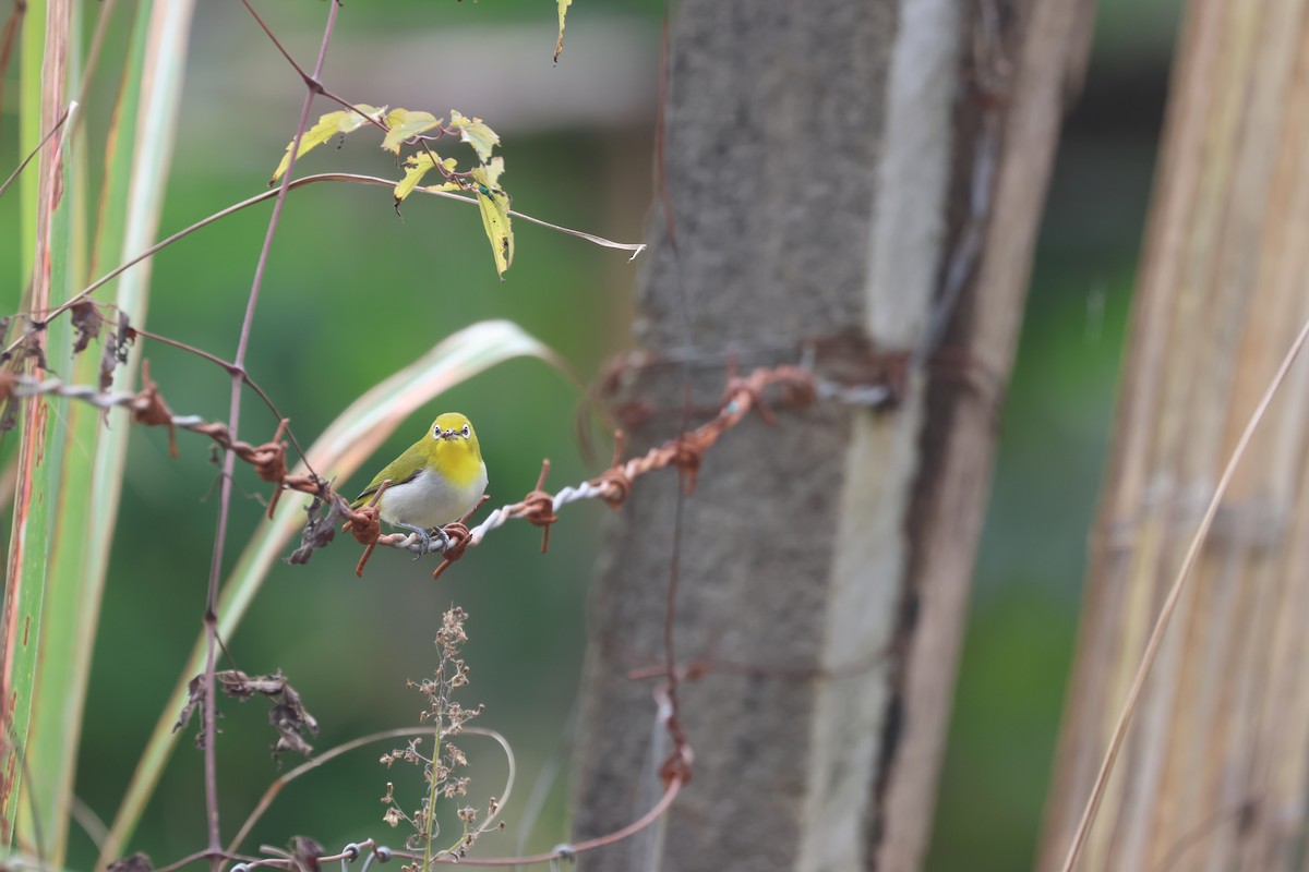 Warbling White-eye - ML652378781
