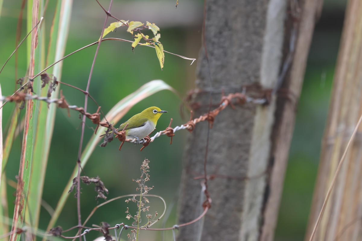Warbling White-eye - ML652378782