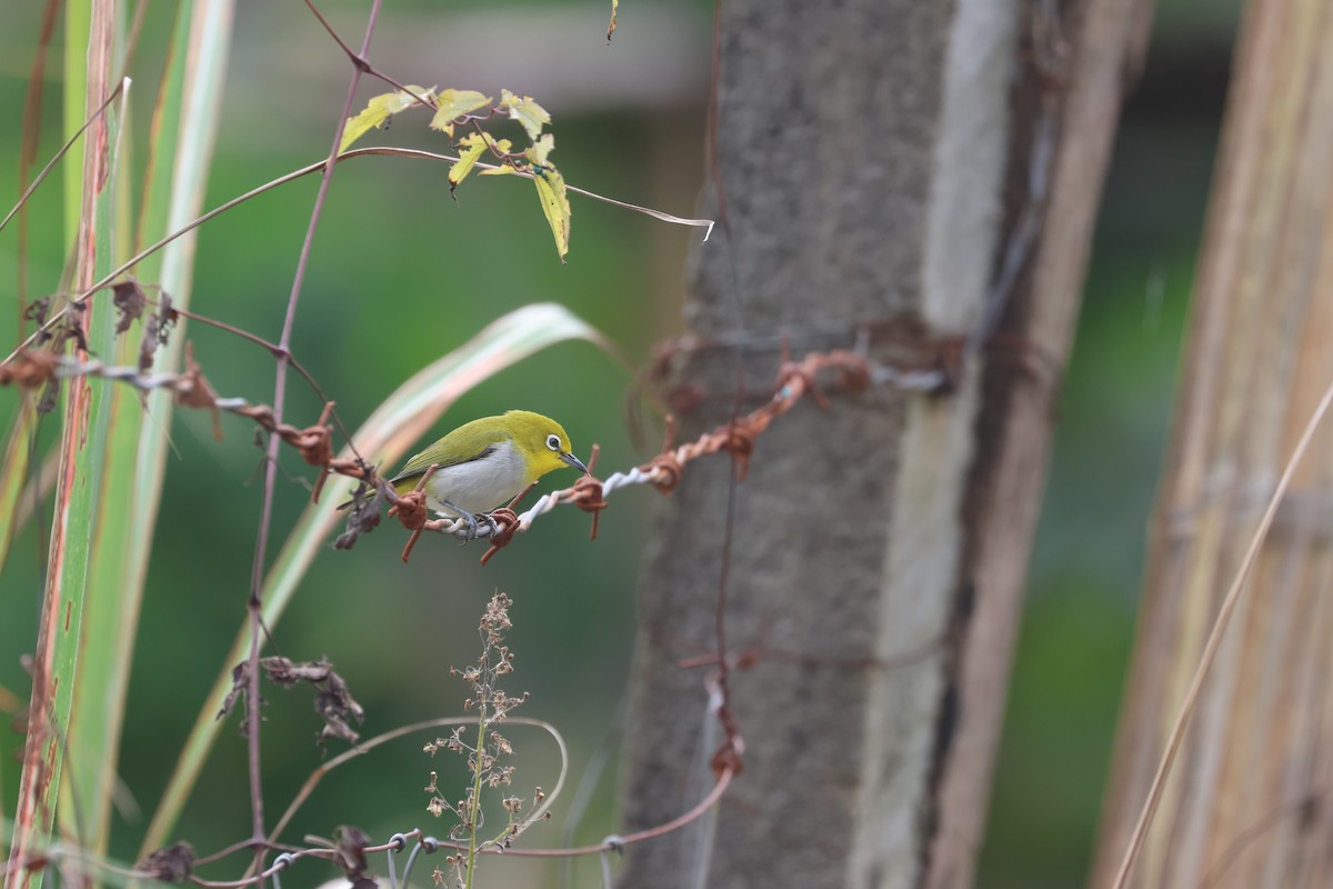 Warbling White-eye - ML652378783