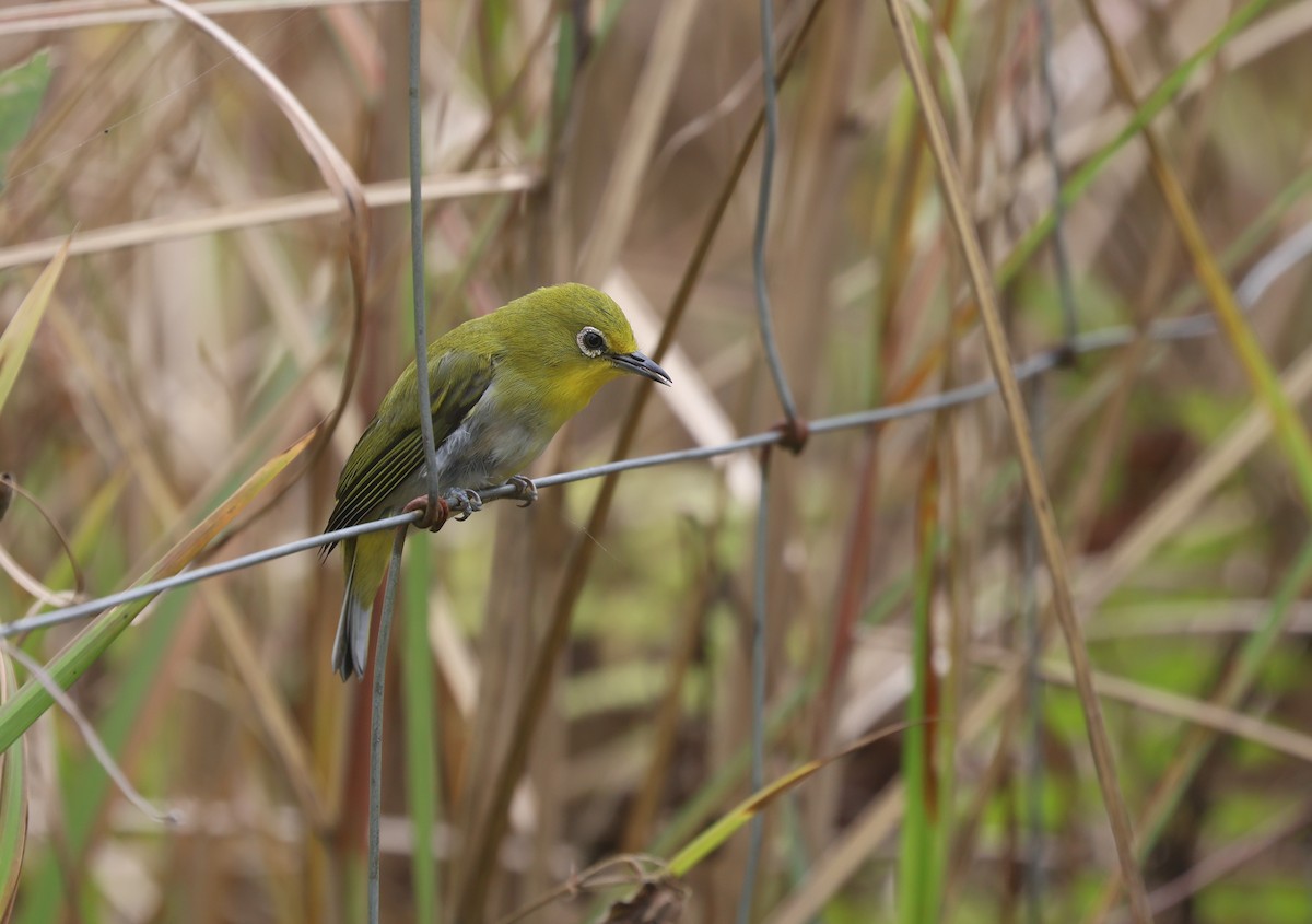 Warbling White-eye - ML652378795