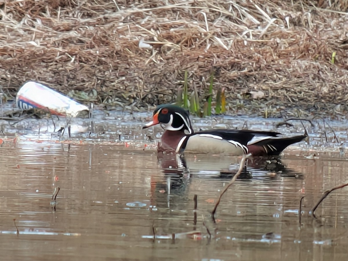 מנדרין אמריקני - ML652378821