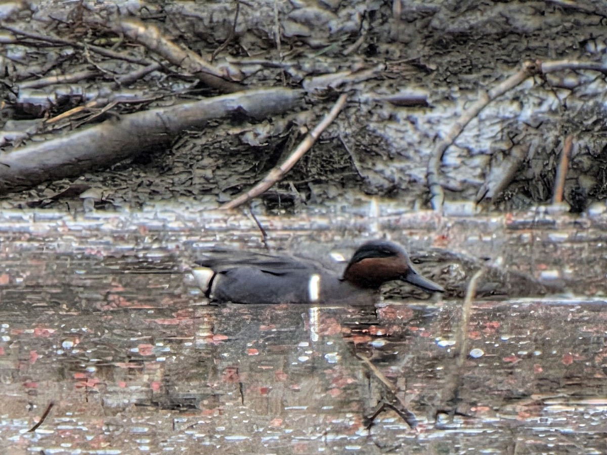 שרשיר - ML652378830