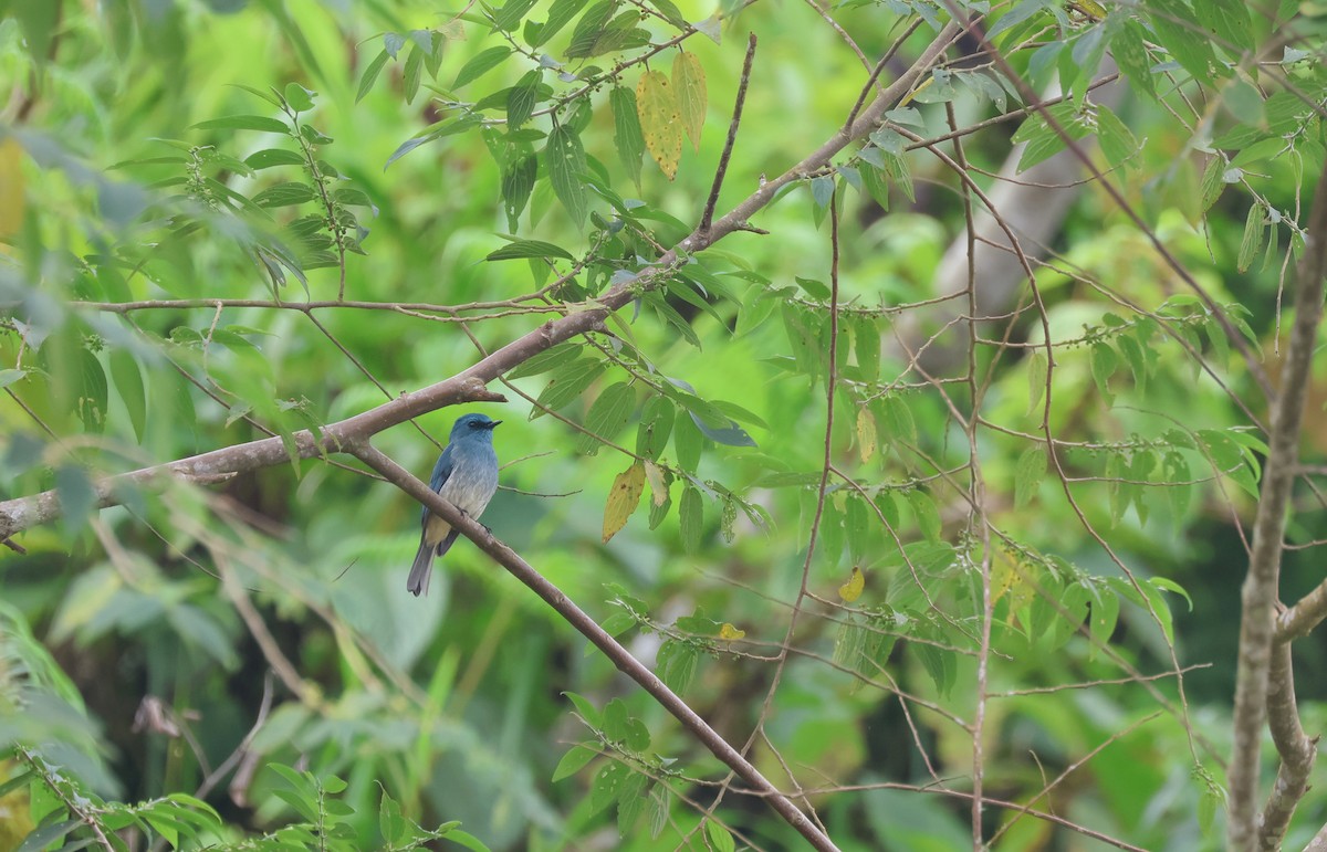 Turquoise Flycatcher - ML652378837