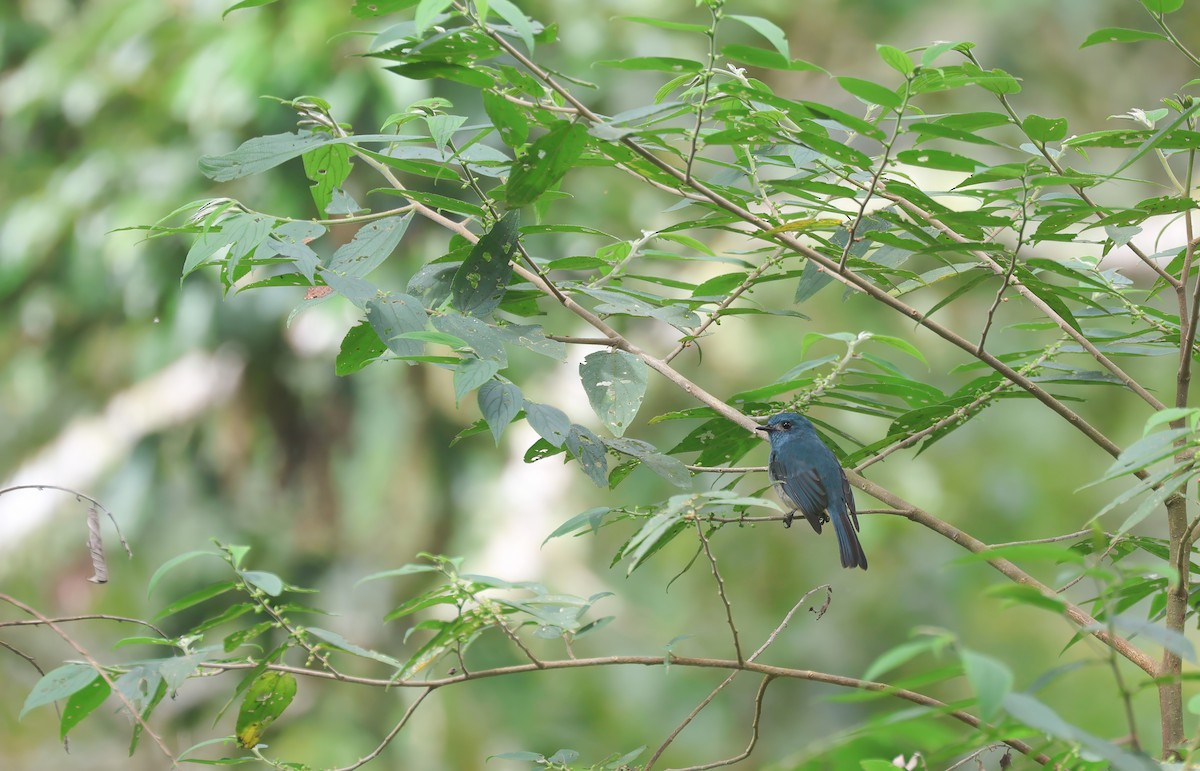 Turquoise Flycatcher - ML652378873