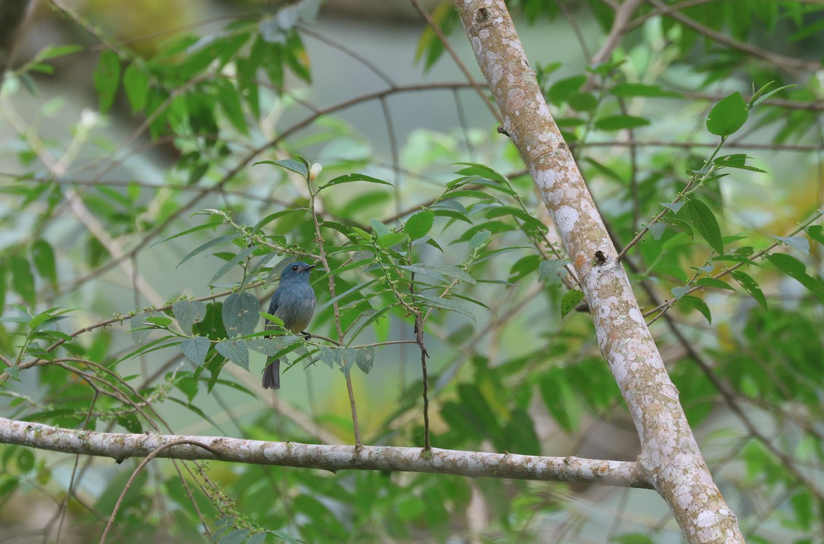 Turquoise Flycatcher - ML652378874