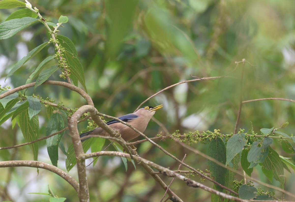 Sulphur-billed Nuthatch - ML652378898