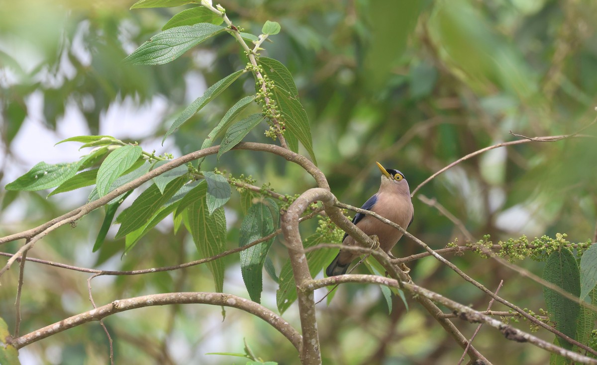Sulphur-billed Nuthatch - ML652378901