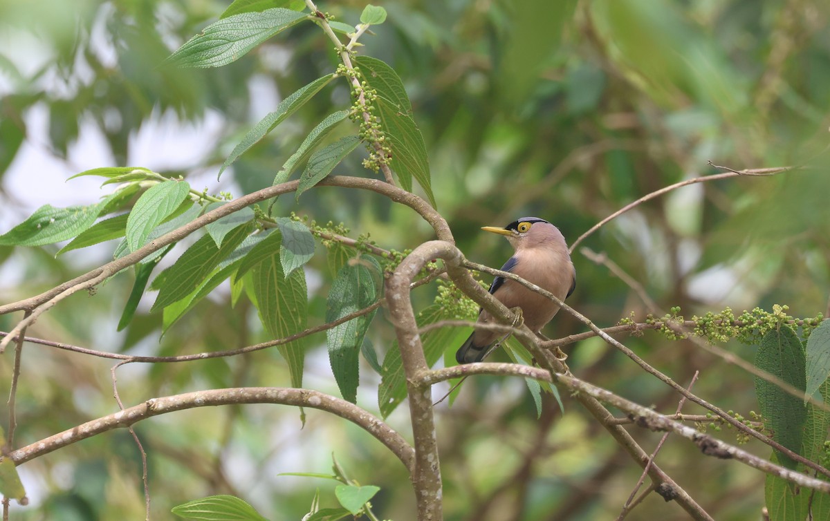 Sulphur-billed Nuthatch - ML652378904