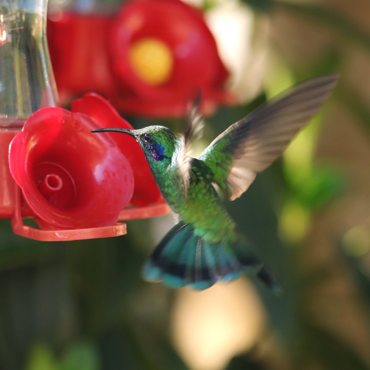 Колібрі іскристий - ML652378943