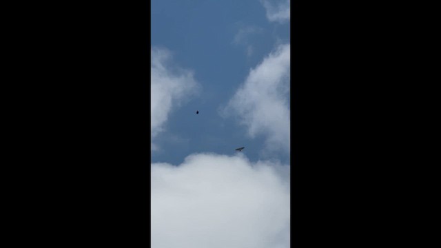 Канюк неоарктичний - ML652379093