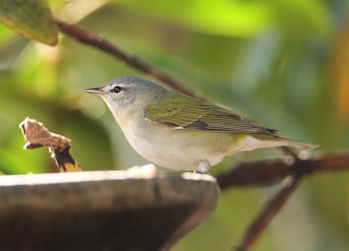 Червоїд світлобровий - ML652379126