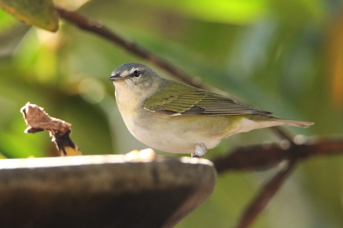 Червоїд світлобровий - ML652379127