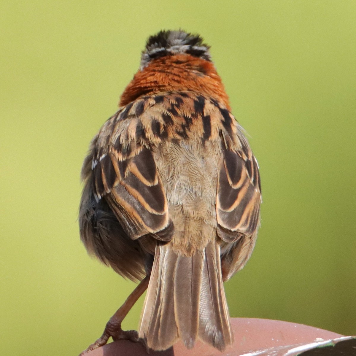 Бруант рудошиїй - ML652379241