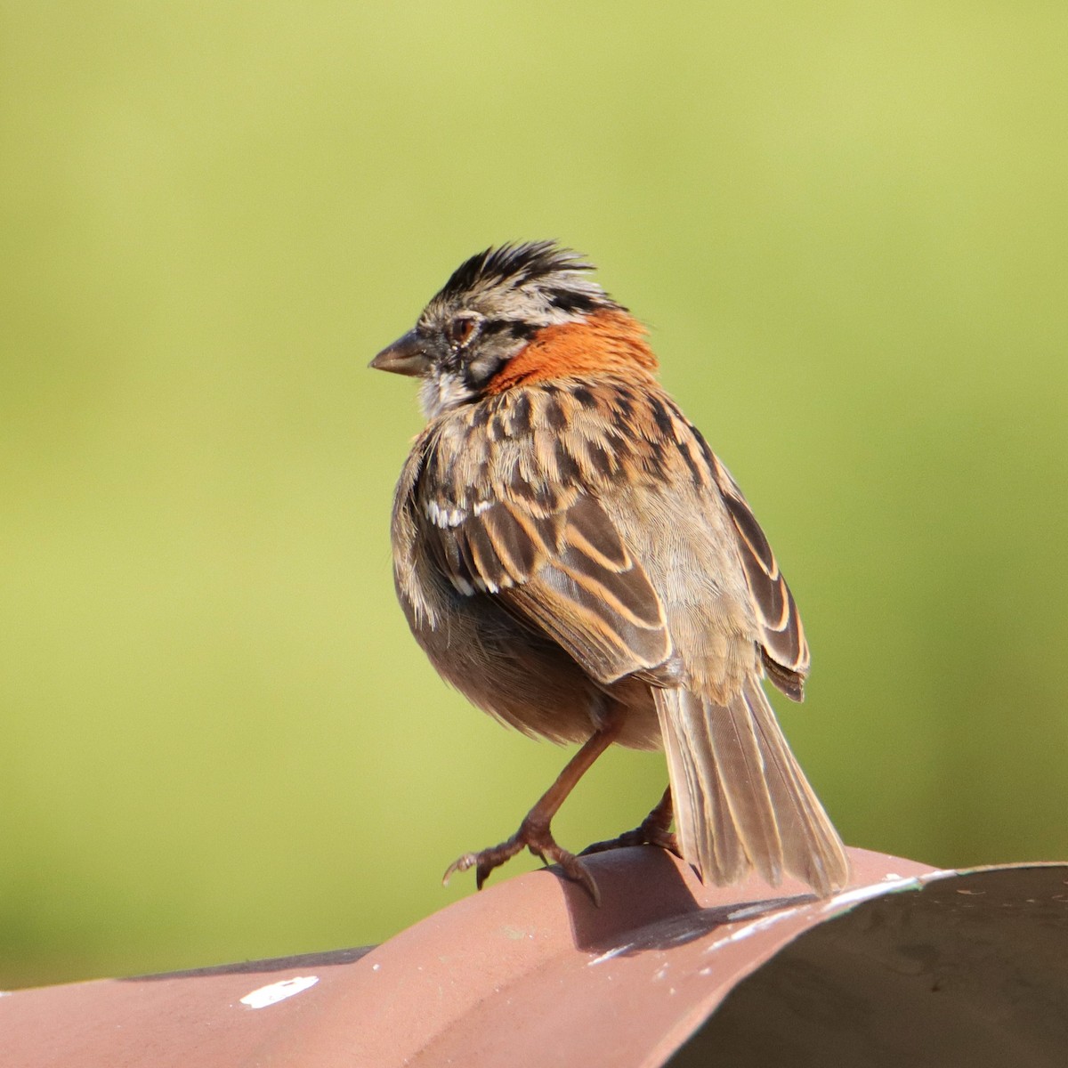 Бруант рудошиїй - ML652379284