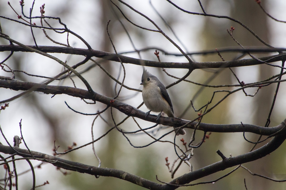 Tufted Titmouse - ML652379305